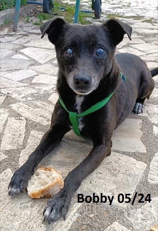 Bobby, super adozione del cuore Foto 2